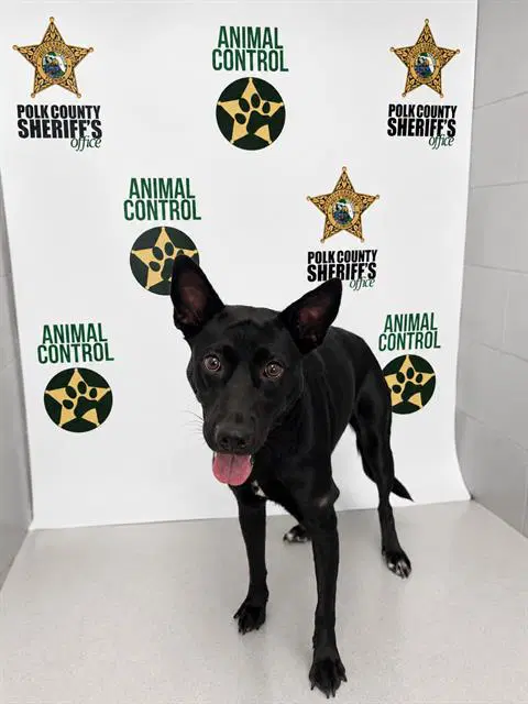 Freya - Belgian Shepherd Malinois