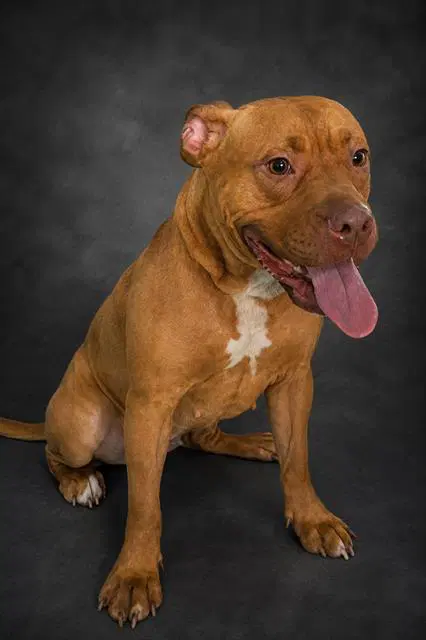 Ella - Bulldog