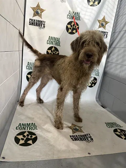 Jason - Irish Wolfhound
