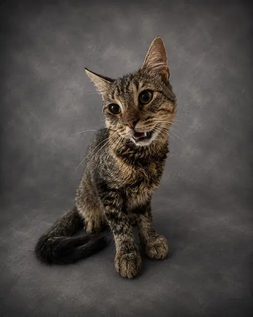 Felix image 1