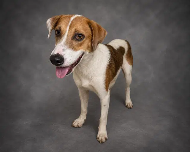 Maria - American Foxhound