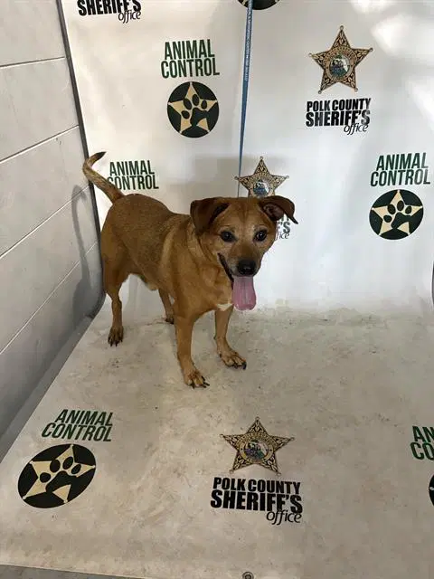 Blue - Black Mouth Cur