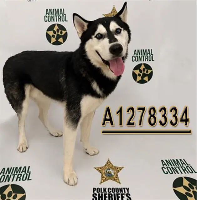 Melvin - Siberian Husky