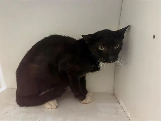 Junior image 1