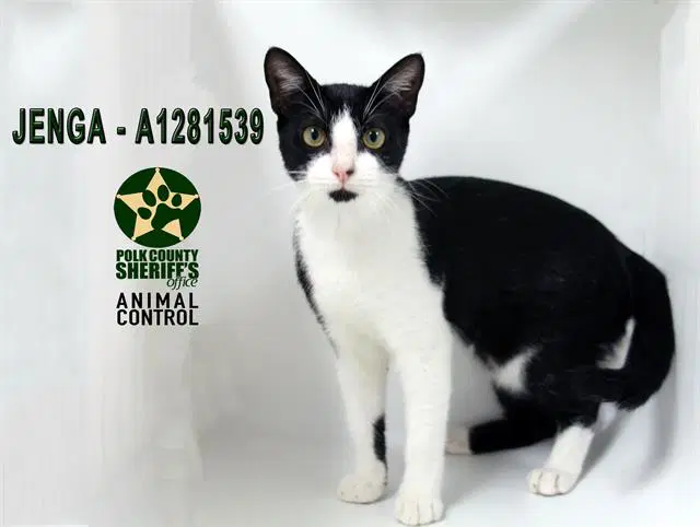 Jenga - Domestic Short Hair