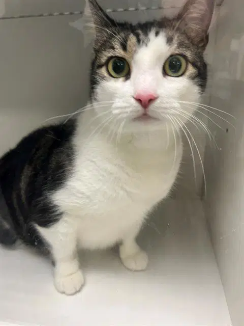 Bertha - Domestic Short Hair