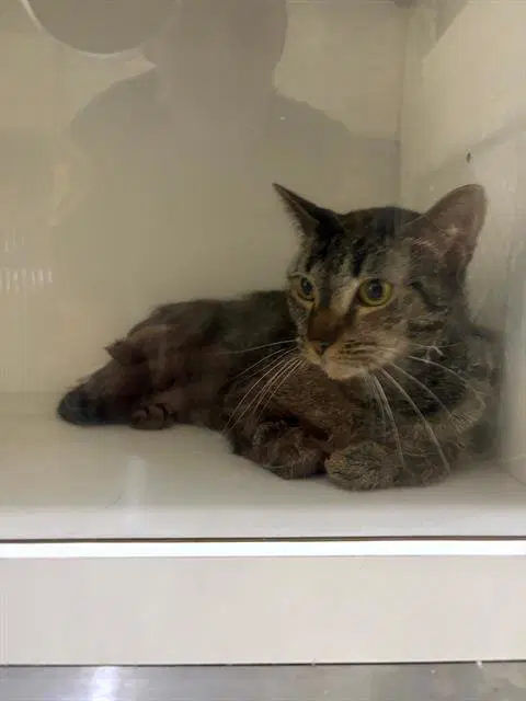 Freida - Domestic Short Hair