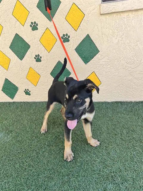 Rocket - German Shepherd Dog