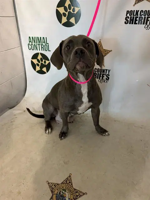 Hershey - Bulldog