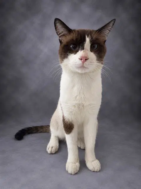 Sampson - Snowshoe