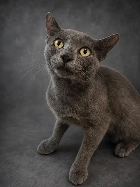 Braxton - Domestic Short Hair