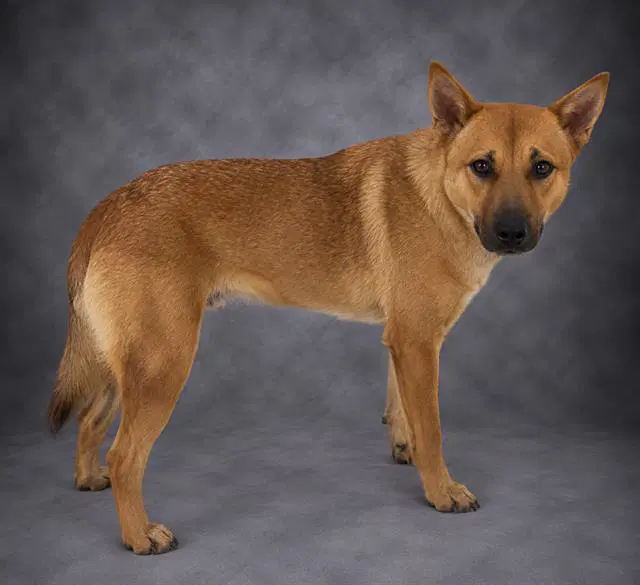 Ginny - Carolina Dog