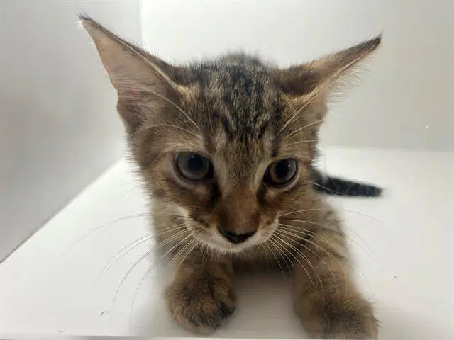Unknown - Domestic Short Hair