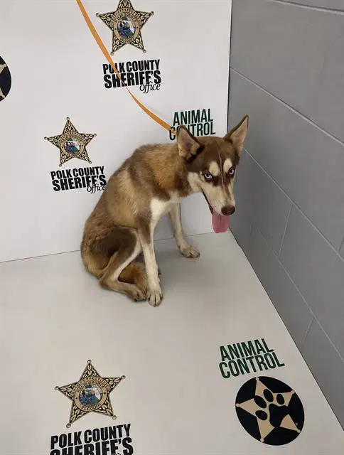 Connery - Siberian Husky