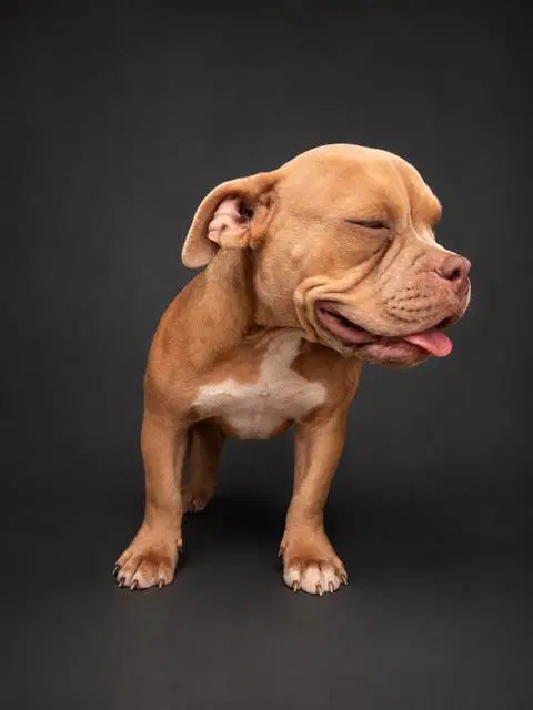 Unknown - American Bulldog