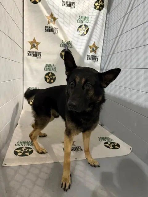 Salami - German Shepherd Dog