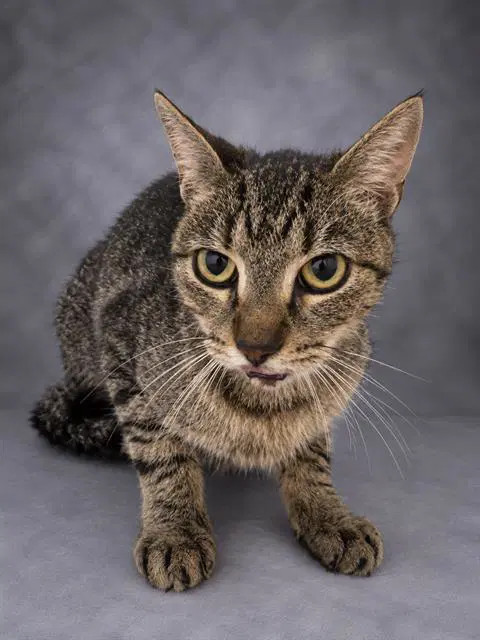 Rosia - Domestic Short Hair