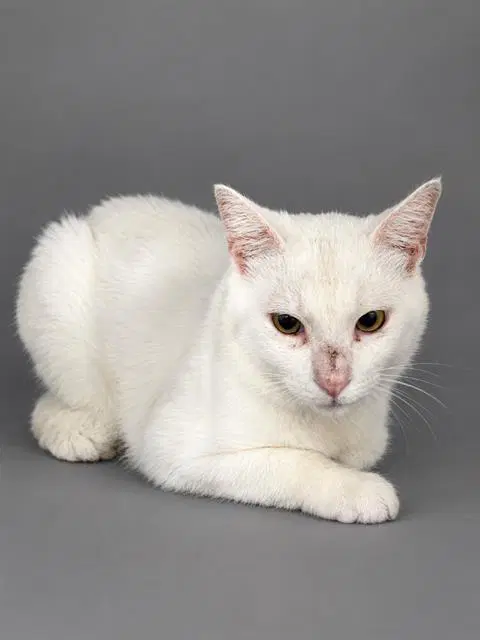 Zeus - Domestic Short Hair
