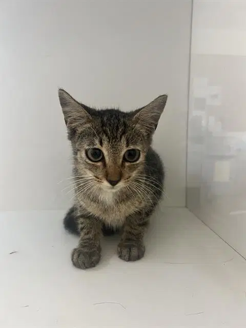 Xavier - Domestic Short Hair