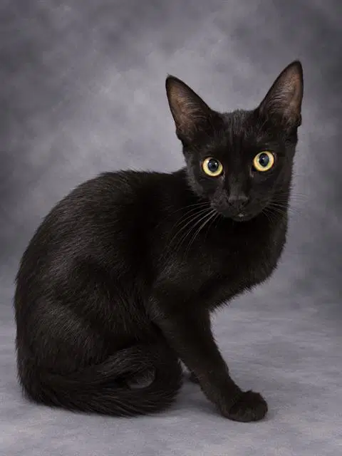 Lia - Domestic Short Hair