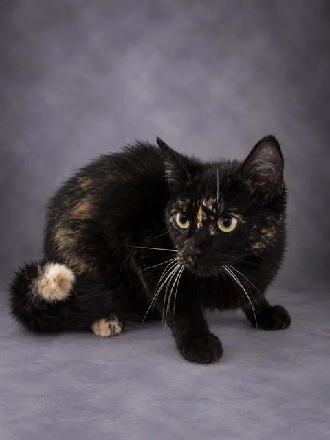 Valeria - Domestic Short Hair