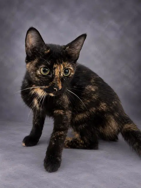 Kiki - Domestic Short Hair