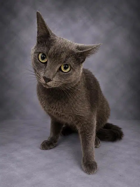 Ryder - Domestic Short Hair