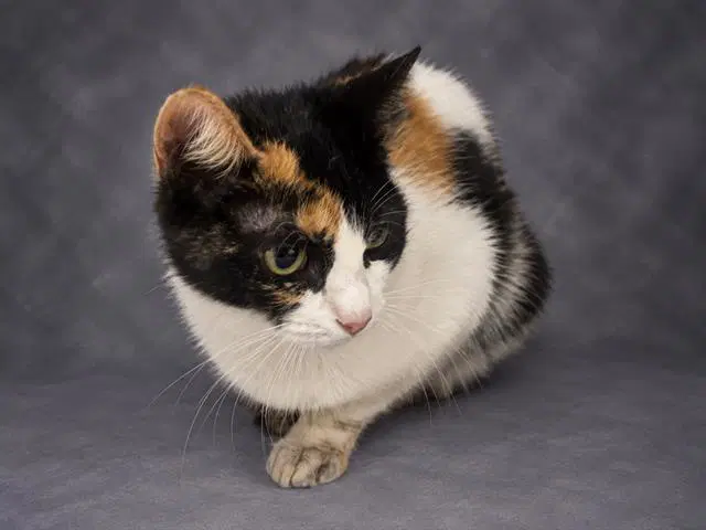 Pumpkin - Domestic Short Hair