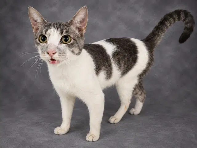 Rex - Domestic Short Hair