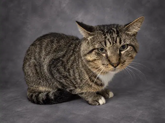 Lalo - Domestic Short Hair