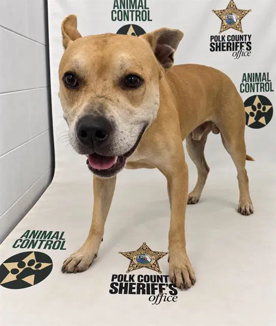 Spencer - American Bulldog