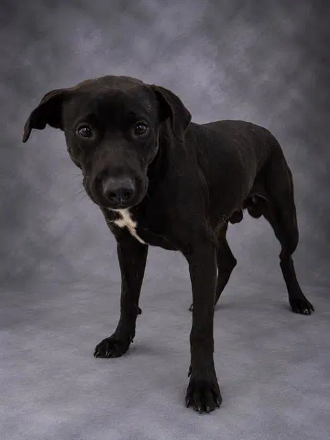 Luigi - Labrador Retriever
