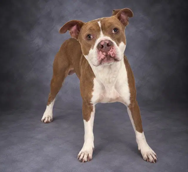Drake - Bulldog
