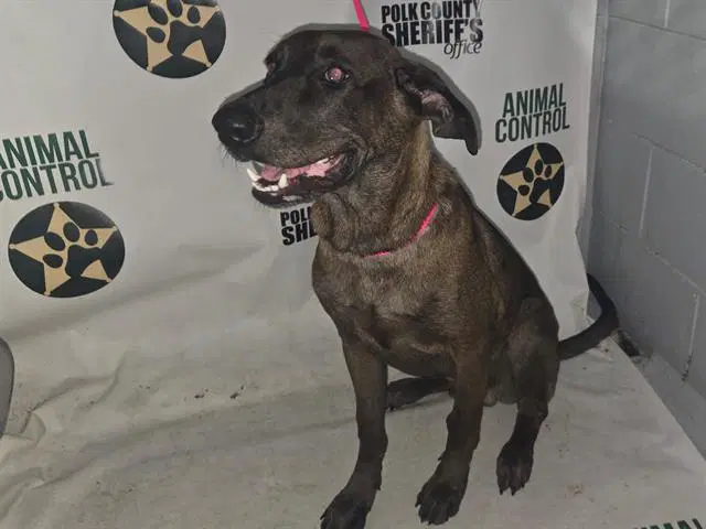 Calvin - Labrador Retriever