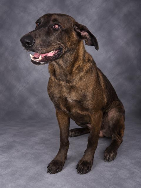 CALVIN, a dog for adoption from Polk County Animal Control