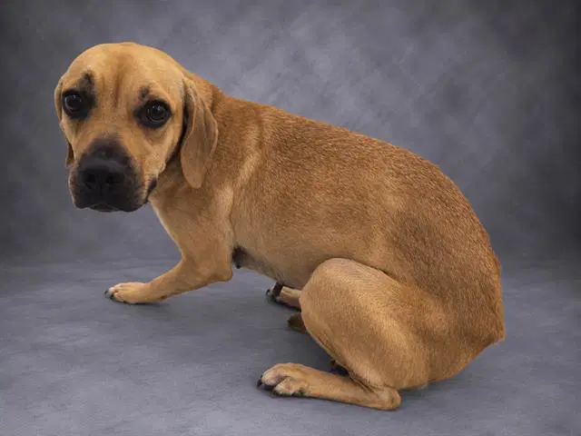 Kendall - Black Mouth Cur
