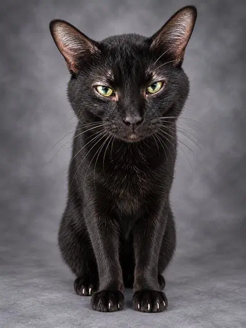 Pheonix - Domestic Short Hair