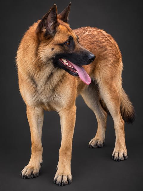 Lily, German Shepherd Dog