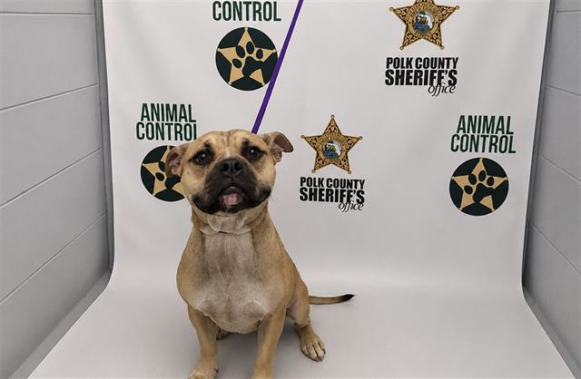 Tex, Bulldog