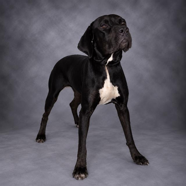 Samara, Labrador Retriever