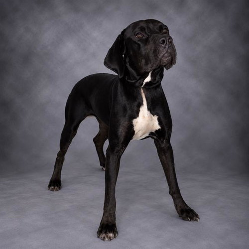 SAMARA, a dog for adoption from Polk County Animal Control