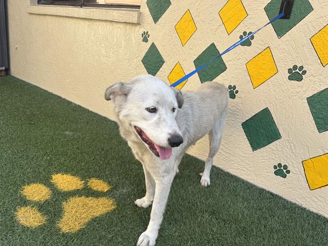 Dez, Siberian Husky