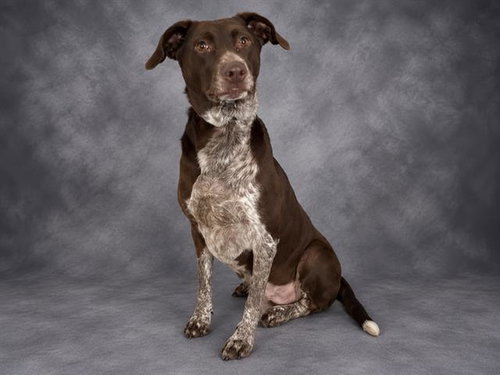 KYRA, a dog for adoption from Polk County Animal Control