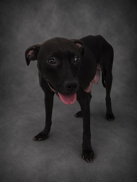 A1282187, Bulldog