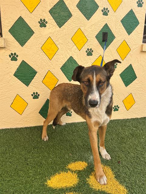 SAM, a dog for adoption from Polk County Animal Control