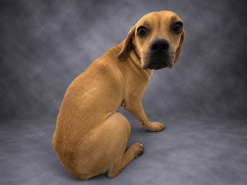 KYLIE, a dog for adoption from Polk County Animal Control
