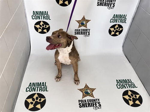 HENNESSY, a dog for adoption from Polk County Animal Control
