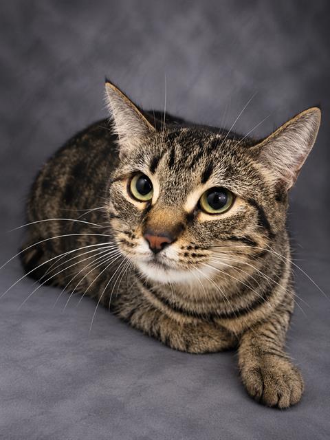 RUBY, a cat for adoption from Polk County Animal Control