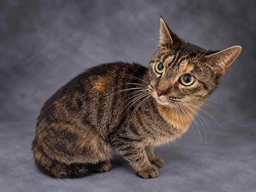 BRIDGET, a cat for adoption from Polk County Animal Control
