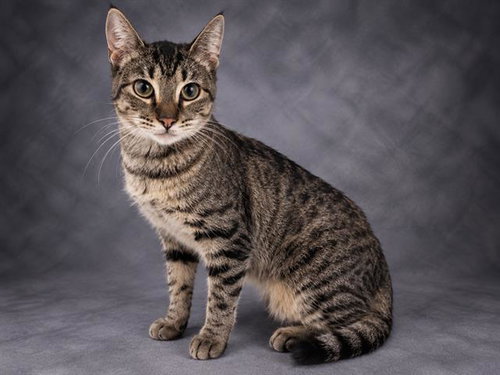 DOVE, a cat for adoption from Polk County Animal Control